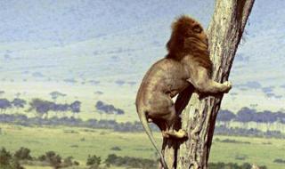 猴子打输了逃狮子园