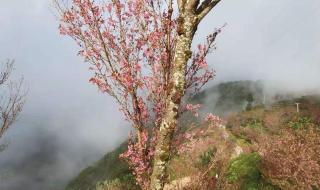 天龙八部商人的元宝哪里来的 天龙八部神秘商人