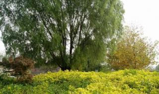 武汉汉口江滩公园 武汉汉口江滩公园