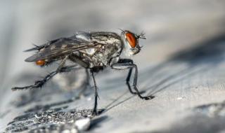 苍蝇为什么要搓手把头拧下来 苍蝇搓手是什么意思