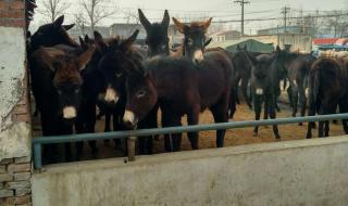 一头驴能杀多少金肉 一头毛驴多少钱