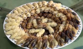 云南十大最毒虫子